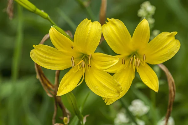 Piękne Lilie Łące Kwitnące Wczesnym Latem — Zdjęcie stockowe