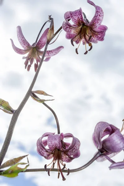 Blommor Saranka Lilium Martagon Mot Molnig Himmel — Stockfoto