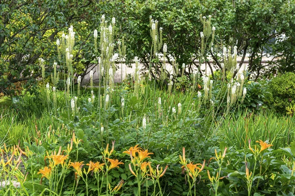 Blühender Strauch Cimicifuga Racemosa Auf Einem Hintergrund Aus Gräsern Und — Stockfoto