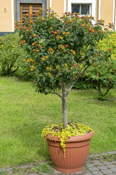 Lantana, sapta yetişmiş, saksı mahsulü gibi.