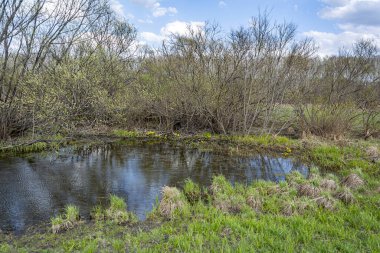Genç çim ve sarı çiçek kaluzhnitsa; Caltha; bahar bataklık, güzel güneşli gün etrafında