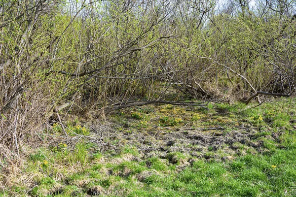 嫩草和黄花的生长 卡尔塔 春天沼泽周围 阳光明媚的日子 — 图库照片