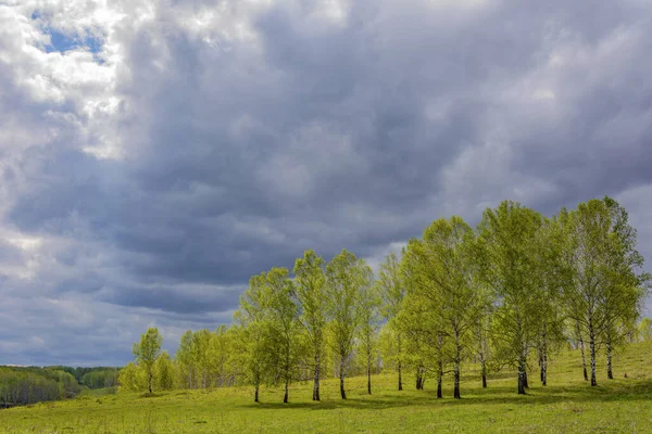 Birkenhain Jungen Grün Vor Dem Ersten Frühlingsgewitter — Stockfoto