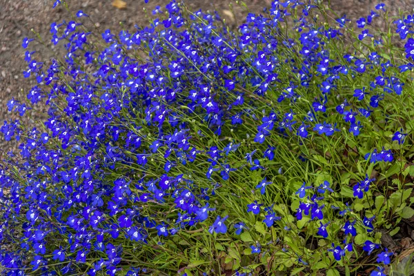 Lobelia Bush Lobelia Erinus Güzel Bir Bahçe Bitkisi — Stok fotoğraf