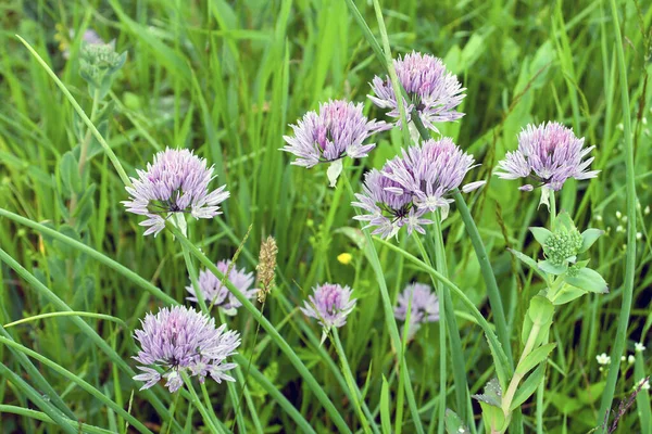 Beautiful Flowers Wild Onion Alliaceae Water Meadow — Stock Photo, Image
