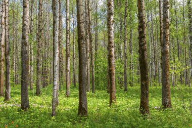 Bahar ormanı huş ağaçları ve kavak çiçeklerinin açtığı gün ışığıyla aydınlanır.