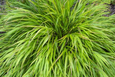 Hakonechloa Macra, yetiştirilmiş bir bahçede kültürel dekoratif bir mısır gevreği.