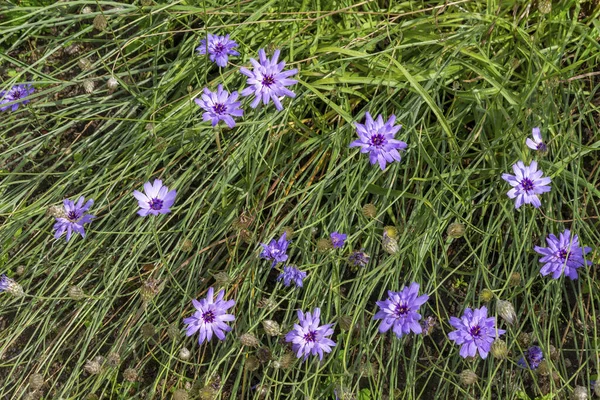 Delikata Blommor Trädgården Blåklint Centaurea Slutet Sommaren — Stockfoto