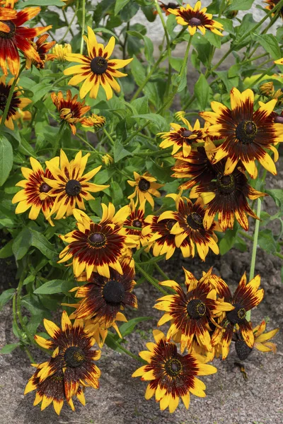 Mooie Bloeiende Rudbeckia Zomer Het Seizoen Van Weelderige Bloei — Stockfoto