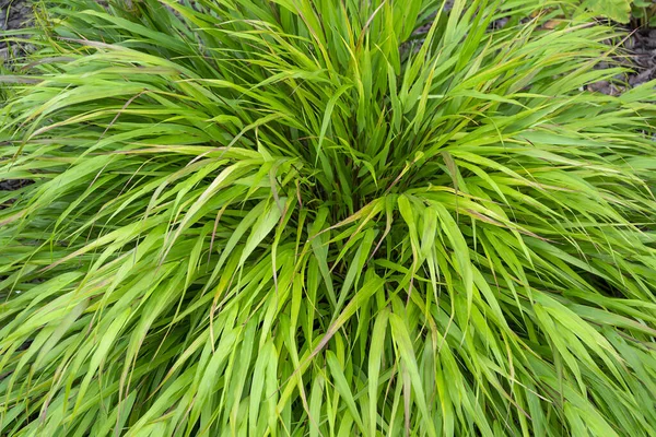 Hakonechloa Macra, yetiştirilmiş bir bahçede kültürel dekoratif bir mısır gevreği.