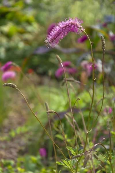 Ljus Blomma Burnet Sanguisorba Trädgård Sort Fin Sommardag — Stockfoto