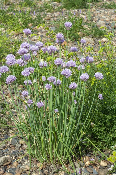 Beautiful Wild Onion Flowers Alliaceae Shingle Bank — Stock Photo, Image