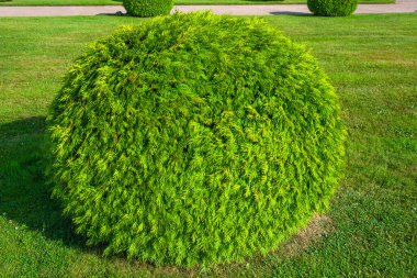 Manikürlü bir çimenlikte güzelce budanmış Altın thuja çalısı.