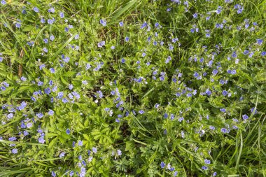 Glade, Veronica officinalis, Batı Sibirya, Kuzbass ile kaplandı.
