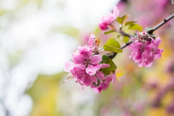 Borde de flores frescas de cereza — Foto de Stock