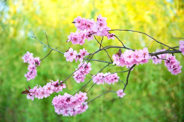Parkta kiraz çiçeği — Stok fotoğraf
