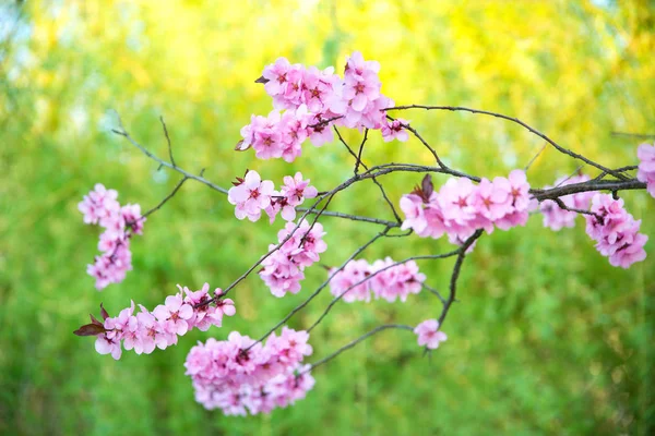 公園内の桜 ストック画像