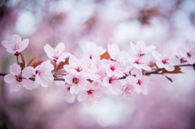 Parkta kiraz çiçeği