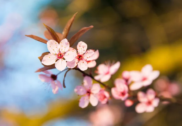 Kirschblüte im Park — Stockfoto