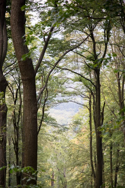 Bosque en otoño — Foto de Stock