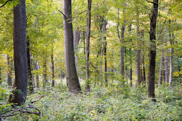 Bosque en otoño —  Fotos de Stock