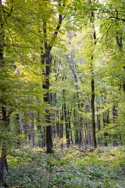 Bosque en otoño — Foto de Stock