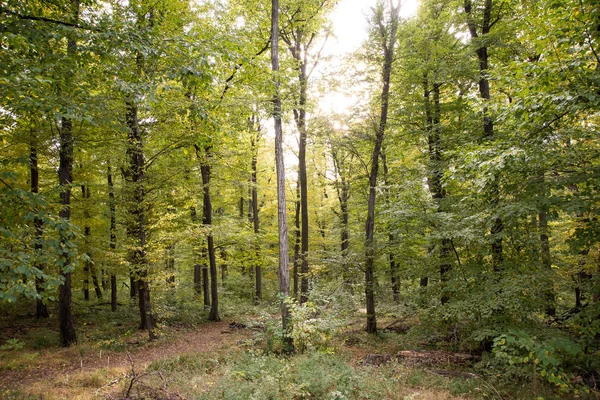 Bosque de árboles en otoño retroiluminado — Foto de Stock