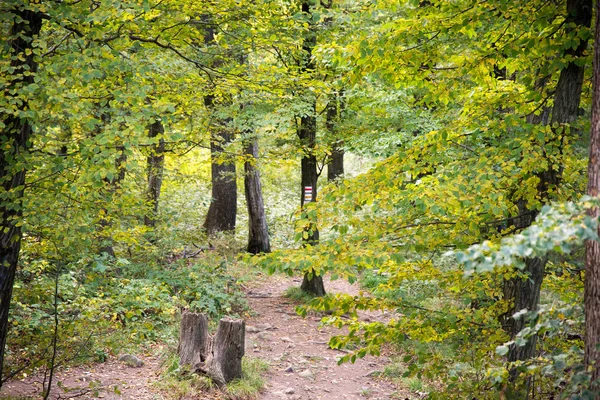 Skog i höst bakgrundsbelyst — Stockfoto