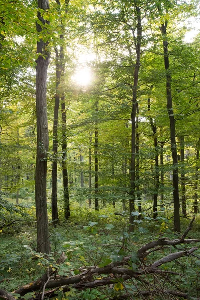 Дерева лісу в осінь підсвічуванням — стокове фото