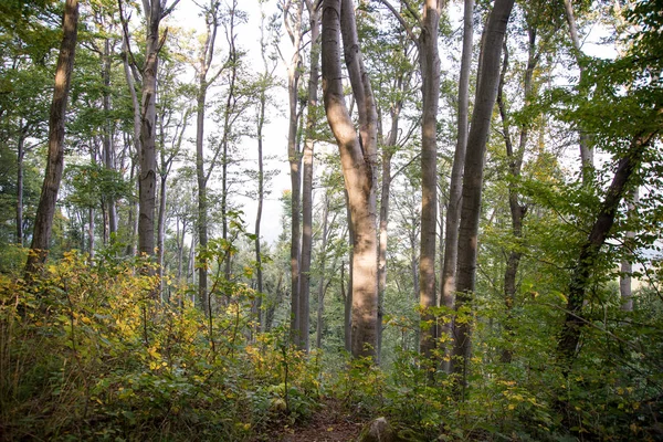 秋のバックライトでの木の森 — ストック写真