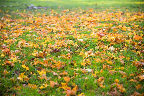 Spadek liści na łące w jesieni — Zdjęcie stockowe