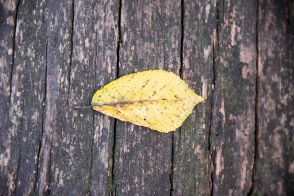 Autumn leave on a desk Royalty Free Stock Images