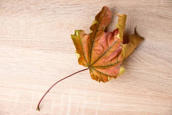 Autumn leaf background Stock Image