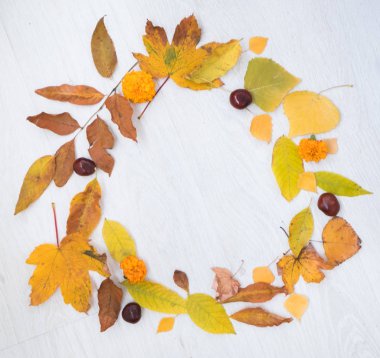 Sonbahar kompozisyon. Beyaz arka plan üzerinde sonbahar yaprakları.