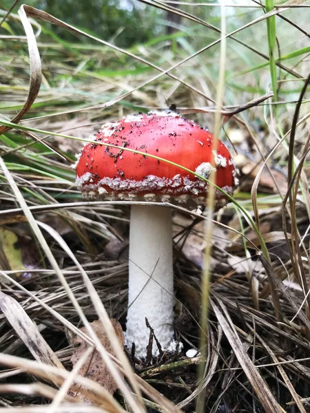 Amanita Muscaia Mushroom Red Toadstool Autumn Seasonal Poisonous — Stock Photo, Image