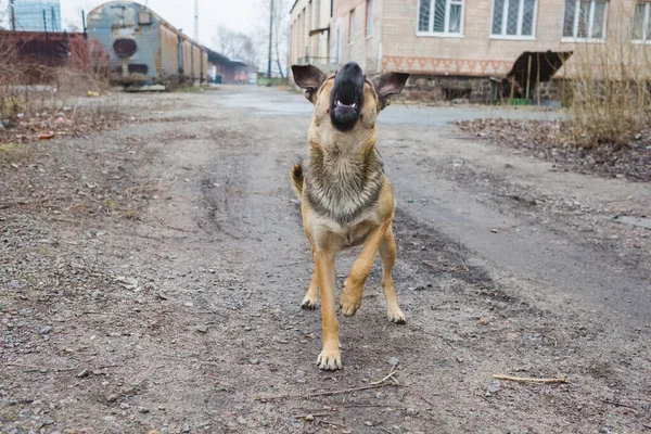 Barking Rasande Herde Hund Utomhus Hunden Ser Aggressiv Farlig Och — Stockfoto