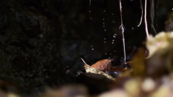 Water Dripping Rock Cold Rock Leaves Slow Motion — Stock Video