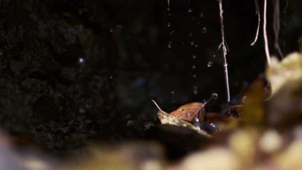 Air Menetes Dari Batu Atas Batu Yang Dingin Dengan Daun — Stok Video