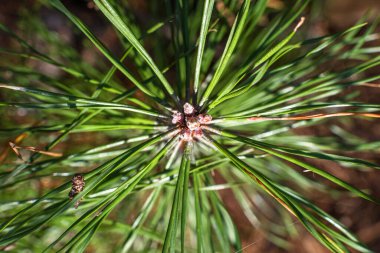 Firavun dalları. Doğal arka plan. Ladin dalının Macro fotoğrafı. Ormanda fidan dalları.