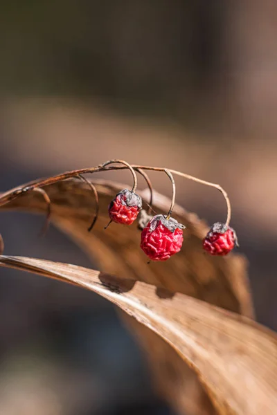 Malé Červené Suché Bobule Bezinky Proti Suchým Listům Lese Makro — Stock fotografie