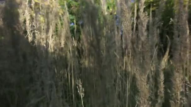 Kamera Bewegt Sich Vorwärts Durch Gras Auf Hübscher Wiese Sommerkonzept — Stockvideo