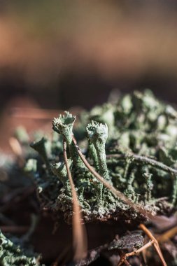 Yosun tutmuş ağaç gövdesi yeşile dönmüş. Yerde güzel yeşil yosunlar, yosunlara yakın çekim, makro. Duvar kağıdı için güzel yosun arkaplanı.