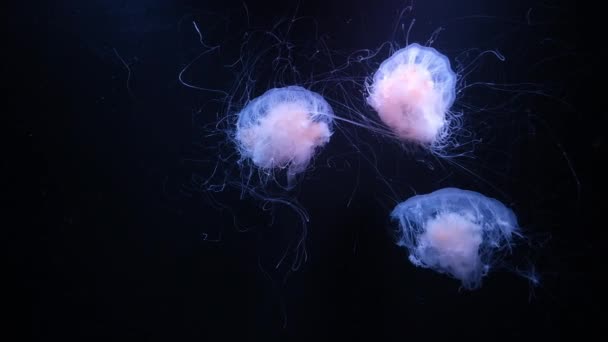 Fluorescerende Kwallen Zwemmen Een Aquariumzwembad Waterkwallen Aquarium Langzame Beweging — Stockvideo