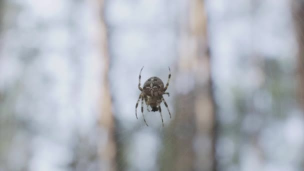 Een Spinnenweb Tussen Bomen Een Bos Zomer — Stockvideo