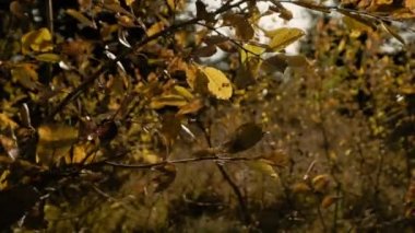 Rüzgar sarı yaprakların üzerinde esen güzel güneş ışığı. Doğa geçmişi. Güneş parlaması. Yavaş çekim.