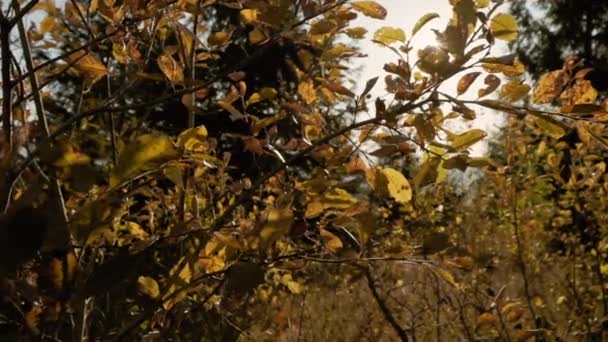 Mooie Zonneschijn Door Het Blazen Wind Gele Bladeren Natuur Achtergrond — Stockvideo