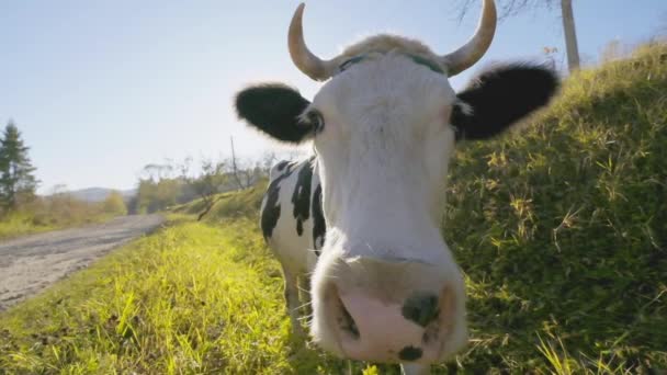 Vaca Curiosa Prado Pastos Montaña Movimiento Lento — Vídeo de stock