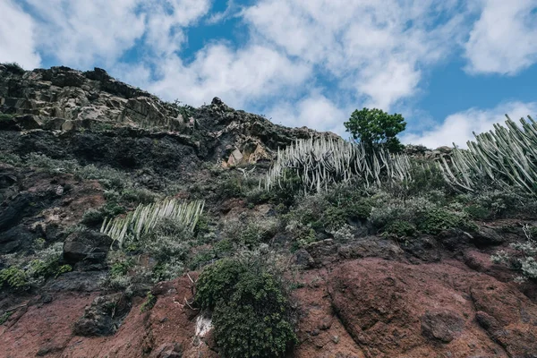 Cacto e parede suculenta do deserto na montanha — Fotografia de Stock