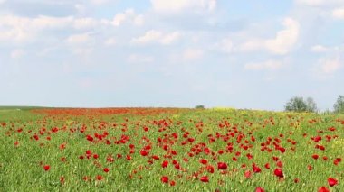 haşhaş çiçekli bahar çayır