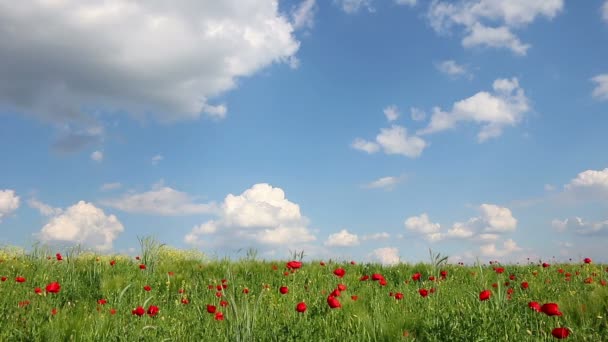 Маки квітка і блакитне небо з хмарами пейзаж — стокове відео